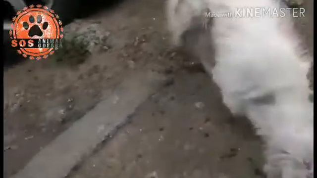 белый котик с вырванной шерстью 01 07 2018 Одесса