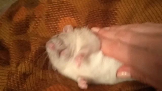 How to scratch a rat?/Boris the rat/ Как чесать крысу?/ КрысБорис смотреть онлайн