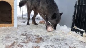 Рык Волка, Крупный Канадский волк Акела  показывает характер, Канадский волк, северный волк
