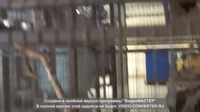 Кормление генетт обыкновенной и пятнистой. смотреть онлайн