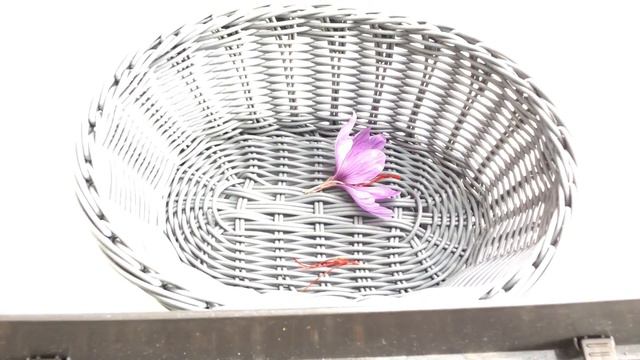 Cosechando Azafrán en maceta смотреть онлайн