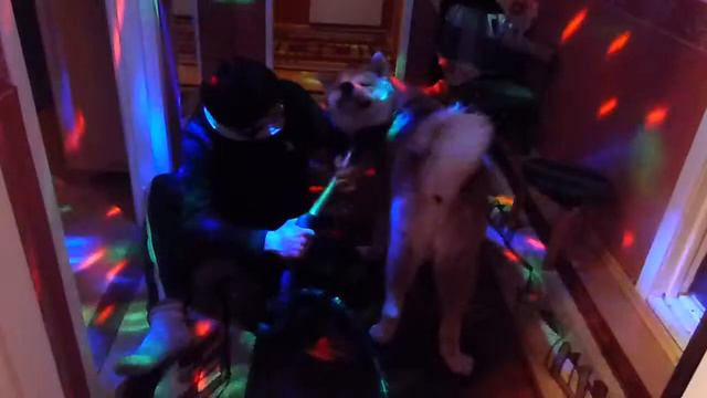 Акита ину Юки смотреть онлайн