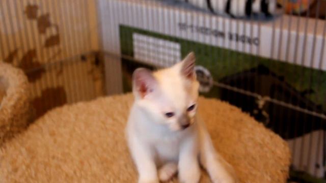 Котята тайские смотреть онлайн