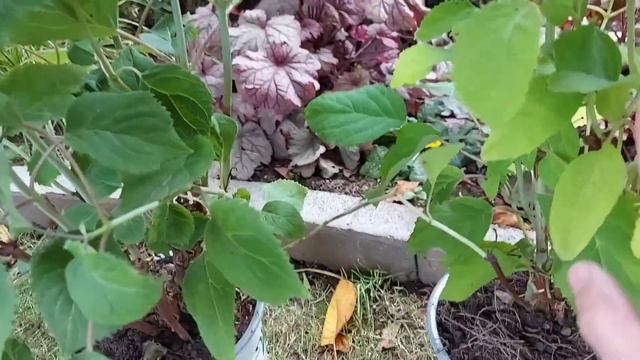 GARDEN MAINTENANCE // PLANTING 3 HYDRANGEA @marilynapilan.143 смотреть онлайн