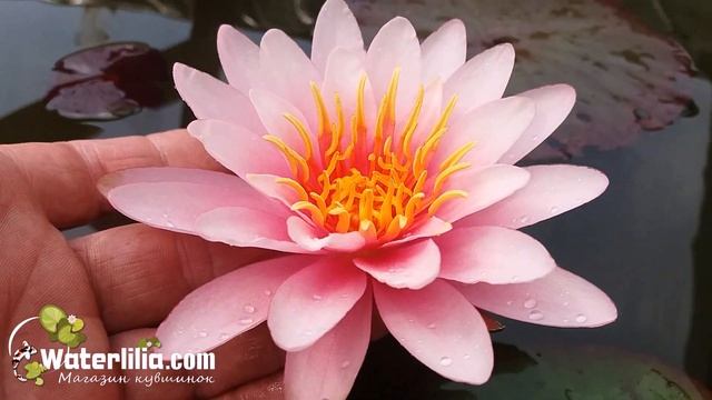 Розовый Фламинго как вам название Моя селекция 2019 смотреть онлайн