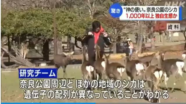 神の使い？柵を作って分ければいい 鹿せんべいも廃止で 地域によっては害獣です 奈良(動物愛誤)(農業損害)(經濟損害)(製造車禍.傷人.人身被害(アニマルホーダー.動物囤積症)(狂犬病.Rabies смотреть онлайн