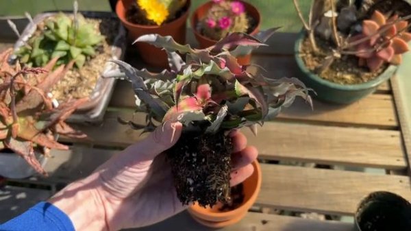 Earth Star Plant Care: How To Repot Cryptanthus