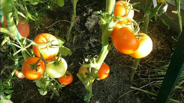 Томат "Евпатор - F1" Отличный гибрид для подмосковья смотреть онлайн