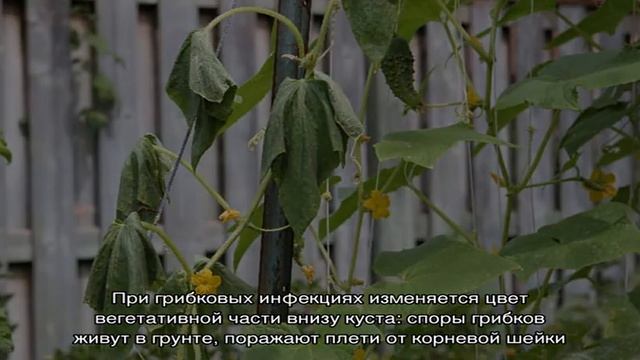 Как быть и что делать, если вянут листья огурцов в теплице: рецепты для обработки смотреть онлайн