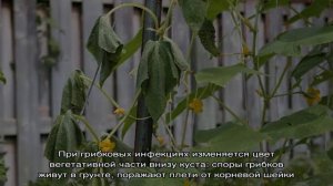 Как быть и что делать, если вянут листья огурцов в теплице: рецепты для обработки