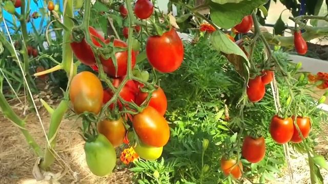 Когда я буду сеять рассаду в этом году. Приблизительные даты смотреть онлайн