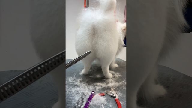 Стрижка померанца: штанишки прежде и после! Не узнаете! смотреть онлайн