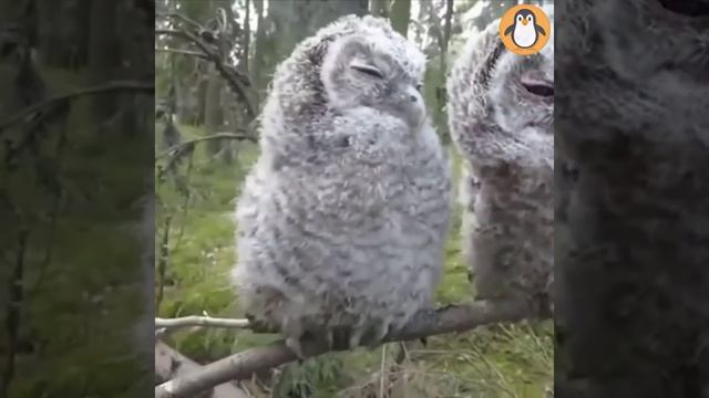 Для Любителей Совы ? Симпатичные и смешные сов смотреть онлайн