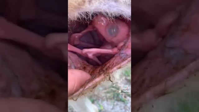Рождение кенгуру смотреть онлайн