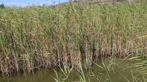 Как бороться с камышом в водоеме