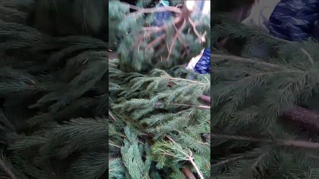 Погрузка Сосны новогодней на Волгоград смотреть онлайн