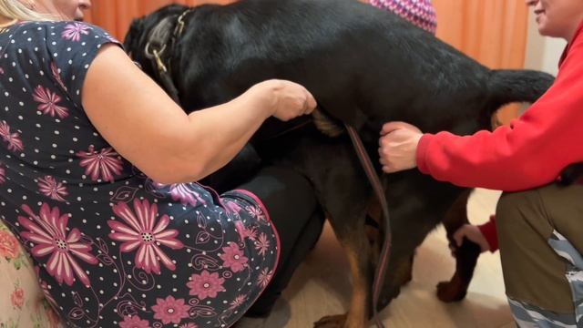 Вязка собак породы ротвейлер / Очень крупный кобель с большим аппетитом и игривая сука (mating dogs смотреть онлайн