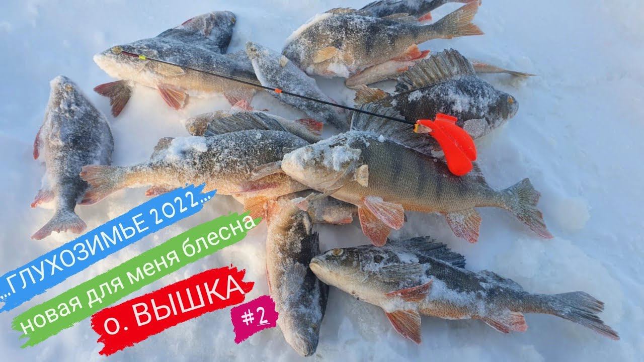 Ловим Крупного Окуня в Глухозимье. БЛЕСНА отработала ОТЛИЧНО ! смотреть онлайн