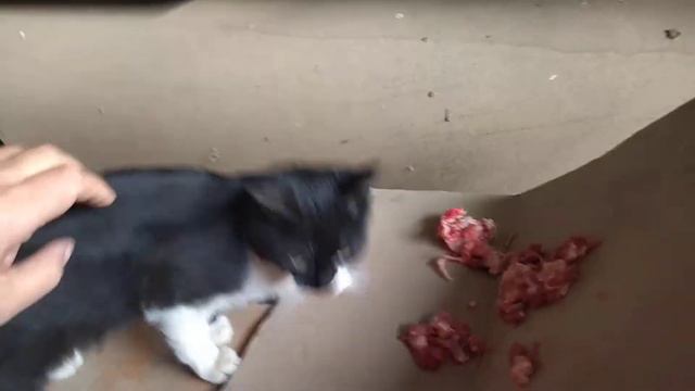 Кошатина и сырое мясо =) смотреть онлайн