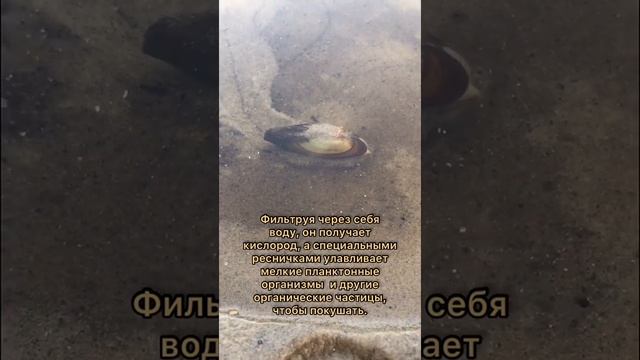 Перловица обыкновенная. Двустворчатый моллюск. смотреть онлайн