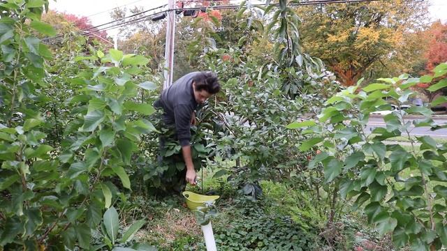 The Miss Kim Persimmon - Tasty & Ornamental For The Home Orchard
