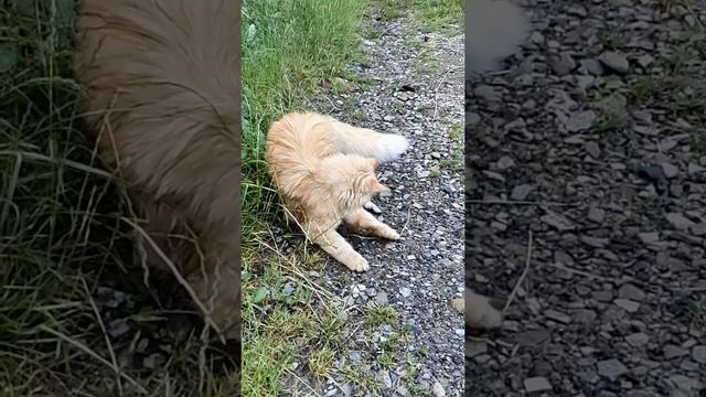 Удар лапой кота Лиса. Гиперзамедленная съемка смотреть онлайн
