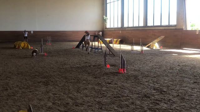 Айскнехт Оливер бордер колли аджилити тренировка смотреть онлайн