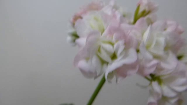 Розебудная пеларгония Nada k. смотреть онлайн