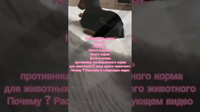 ЧТО НУЖНО КУПИТЬ ДЛЯ ЩЕНКА НА ПЕРВОЕ ВРЕМЯ|СТАРТОВЫЙ НАБОР ДЛЯ СОБАКИ|БОКС ДЛЯ ЩЕНКОВ #callmepenny смотреть онлайн