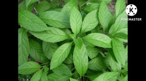 Джинура комнатное растение