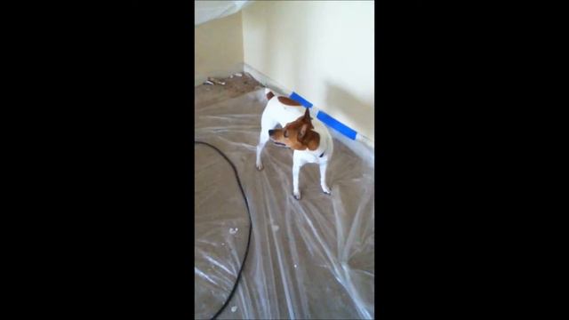 Reina the energetic terrier смотреть онлайн