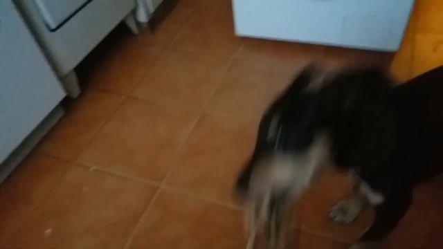 Собака барабака - Рокки с утра не в форме смотреть онлайн