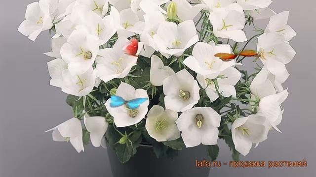 Колокольчик карпатский Вайт (pearl white) ? обзор: как сажать, семена колокольчика Вайт смотреть онлайн