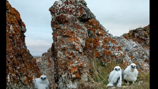 Таймырский заповедник (добавила не много фоток что бы было лучше ну так скажем перезалила) смотреть онлайн