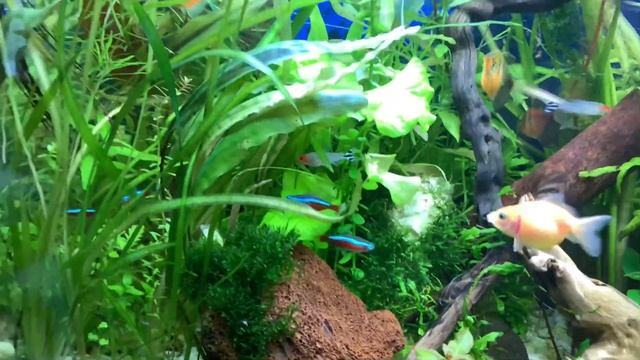 Мой аквариум - травник на 120 литров с кучей рыбы!Рассказываю и показываю без прикрас. смотреть онлайн