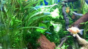 Мой аквариум - травник на 120 литров с кучей рыбы!Рассказываю и показываю без прикрас.