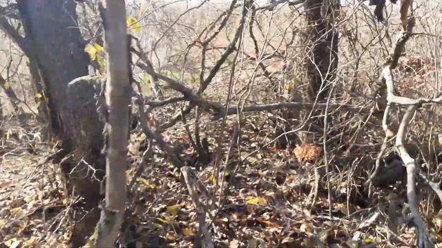 ПАКЕТ ГРИБІВ ЗА 5 ХВ \\ Вешенки, фламуллина\ ГЛИВИ І ЗИМОВИЙ ОПЕНЬОК смотреть онлайн