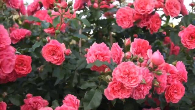 Плетистая роза РОЗАРИУМ ЮТЕРЗЕН. Обзор сорта.