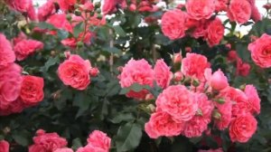 Плетистая роза РОЗАРИУМ ЮТЕРЗЕН. Обзор сорта.