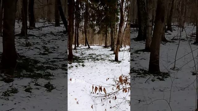 Лес смотреть онлайн