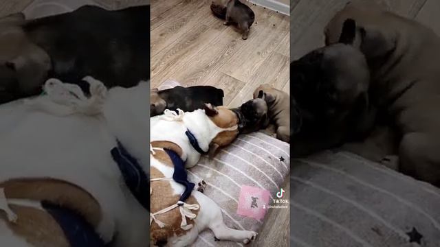 французские бульдоги продажа москва смотреть онлайн