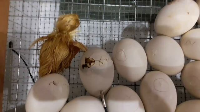 Инкубация яиц мускусной утки в инкубаторе Блиц. смотреть онлайн