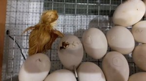 Инкубация яиц мускусной утки  в инкубаторе Блиц.
