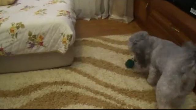 Новая игрушка у пуделя смотреть онлайн