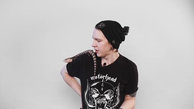 Синеязыкий сцинк! Почему язык синий? Проблемы содержания и их решения.