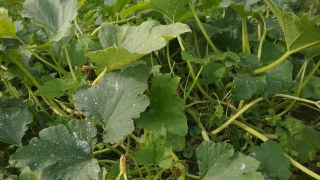 Лечение пероноспороза огурцов и настоящей мучнистой росы раствором пищевой соды-миф или реальность смотреть онлайн
