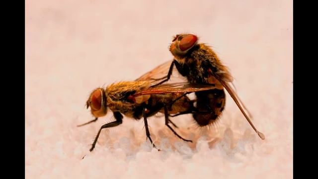 мухи мухлюют