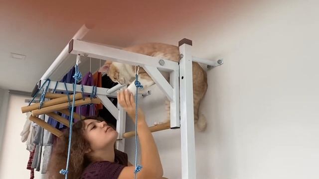 Кот не оценил мою новую прическу ))) смотреть онлайн