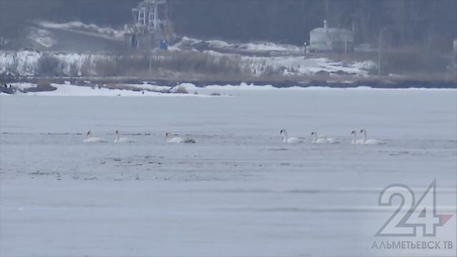 В Альметьевске на водохранилище прилетели лебеди смотреть онлайн