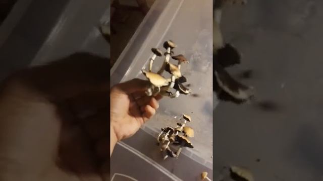Cubensis trays and cakes смотреть онлайн